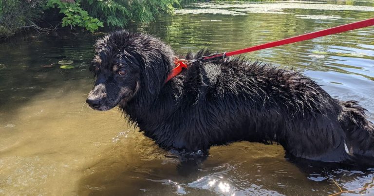 black dog standing in water | Is Blue-Green Algae Toxic to Dogs?