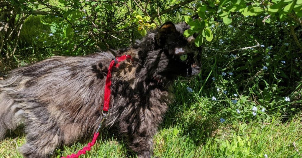 cat hiking in the shade of a bush | Can Cats Go Hiking?