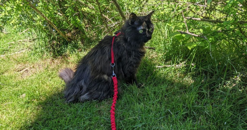 cat hiking near bushes | Tips and Tricks for Hiking with Cats