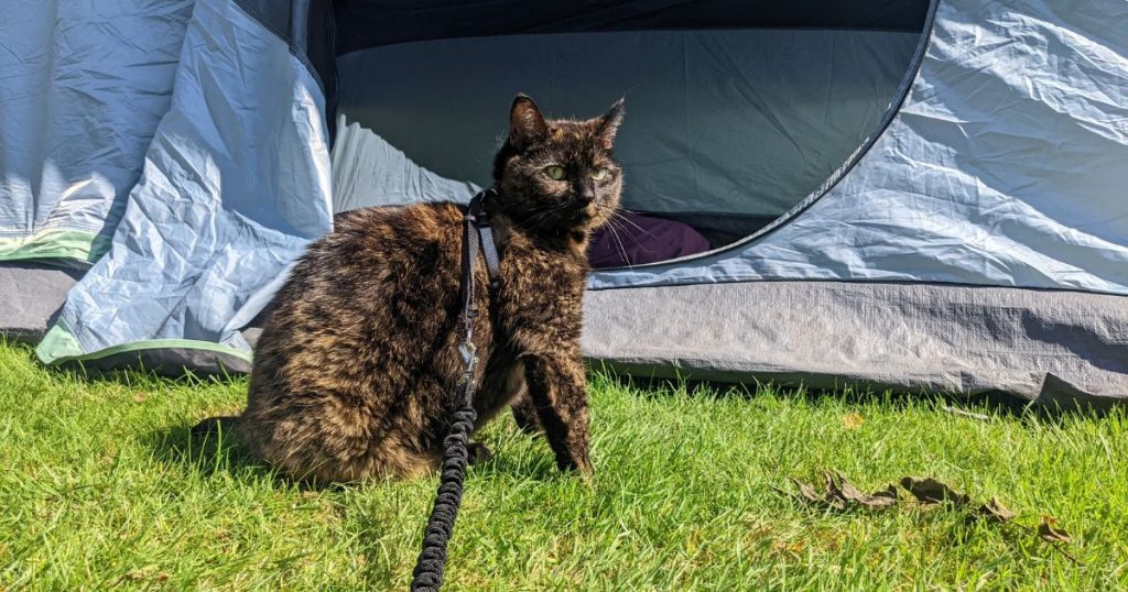 cat standing outside of tent | Tips and Tricks for Tent Camping with Cats