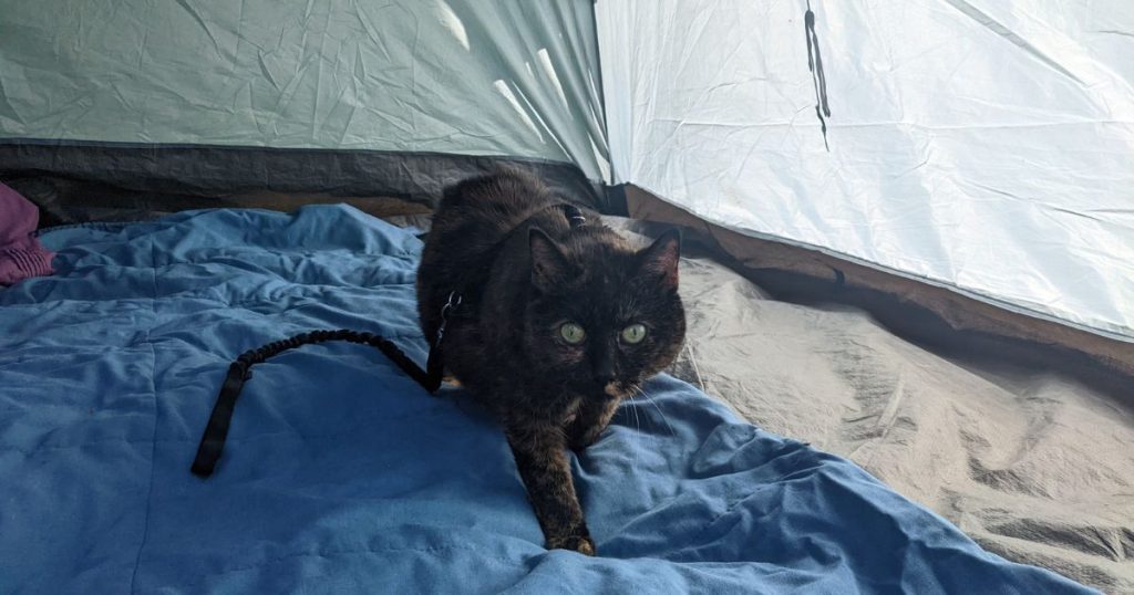 cat walking around tent | Tips and Tricks for Tent Camping with Cats