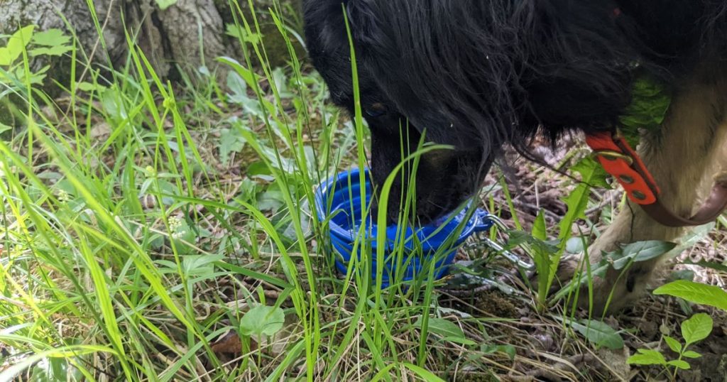 dog drinking water out of dish in grass | What Should I Feed My Dog While Hiking?