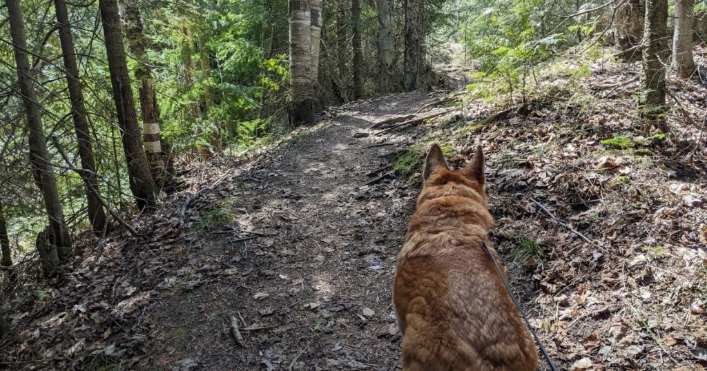 dog hiking on dirt trail | What Should I Feed My Dog While Hiking?