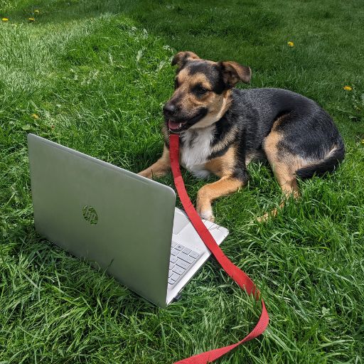 dog laying on grass looking at laptop | Work With Us