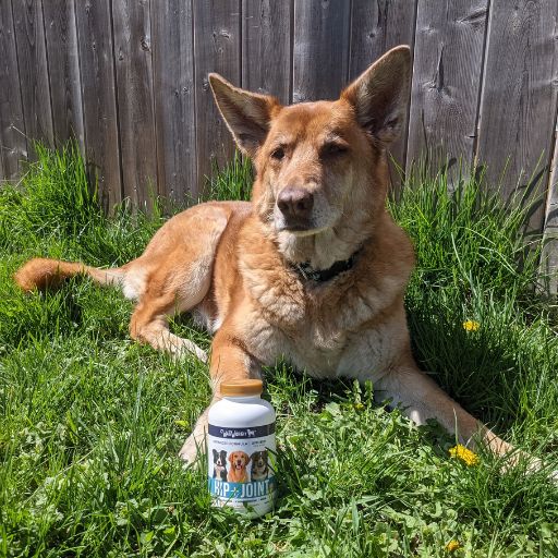 dog sitting in grass in front of fence with bottle of supplements | Work With Us