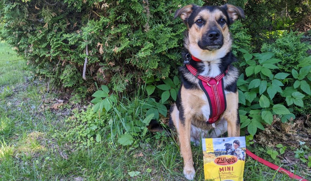 dog sitting outside with zukes treats | What Should I Feed My Dog While Hiking?