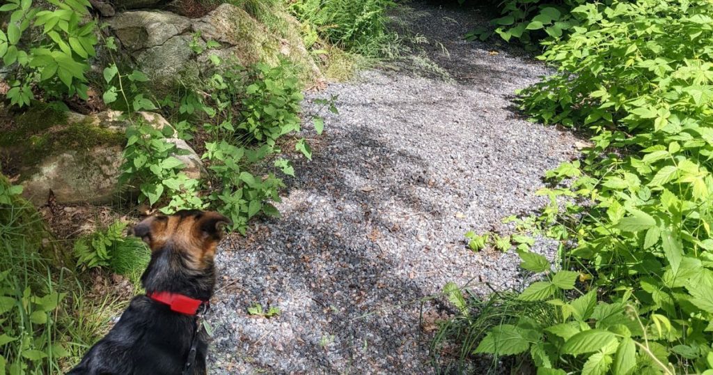 dog standing on gravel trail | Tips and Tricks for Hiking with Dogs