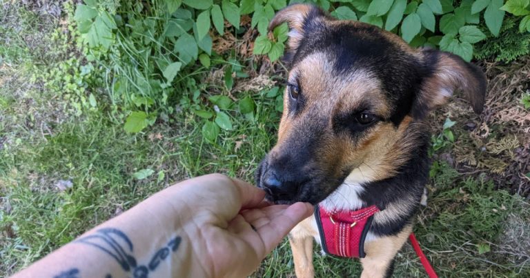 dog taking treat from outstretched hand | What Should I Feed My Dog While Hiking?