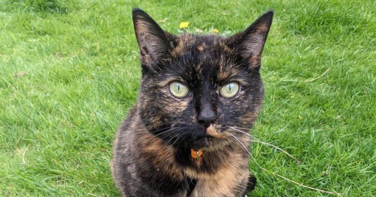 portrait of cat outdoors in a grassy field | Can Cats Go Hiking?