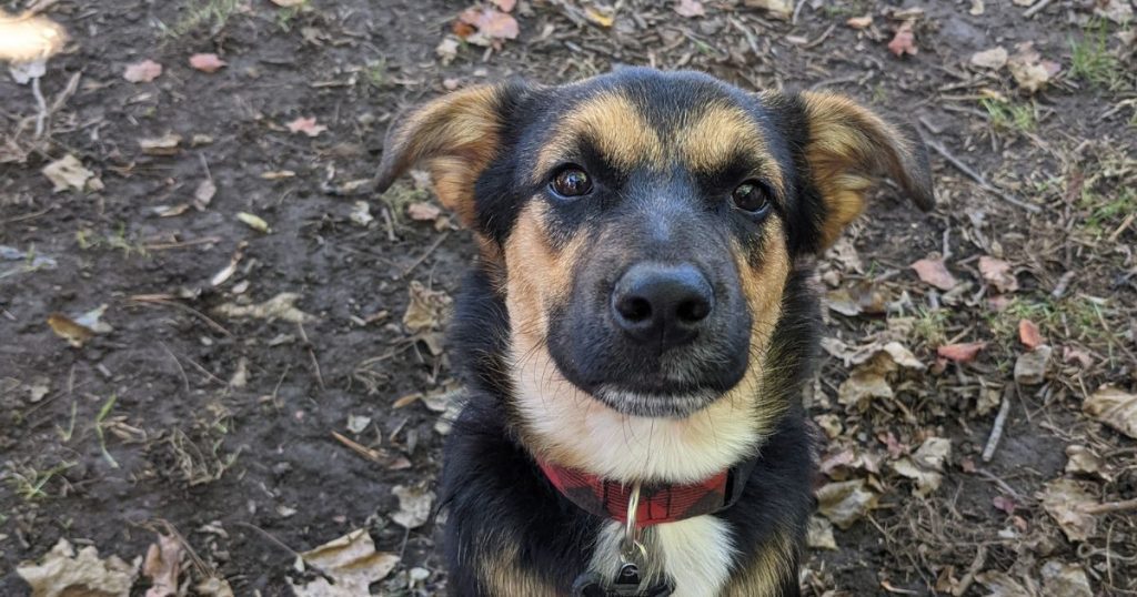 puppy sitting outdoors in dirt | Can Puppies Go Camping?