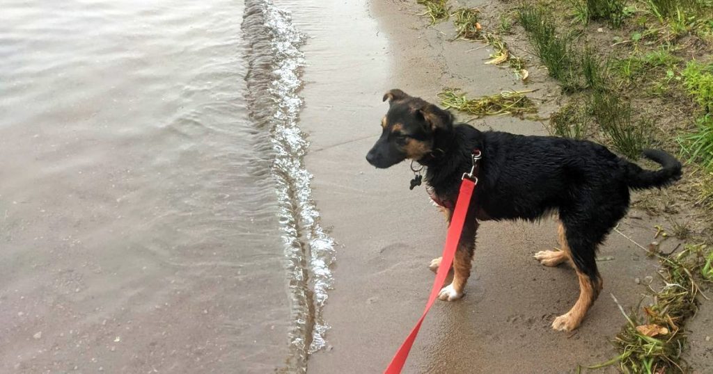 puppy standing on beach | Can Puppies Go Camping?