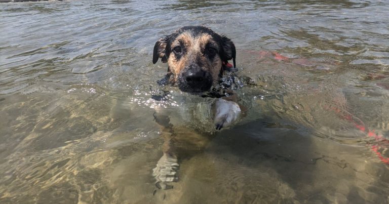 puppy swimming towards the camera | How Do I Teach My Dog to Swim?