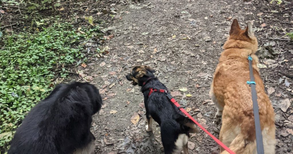 three dogs on a hiking trail | Tips and Tricks for Hiking with Dogs