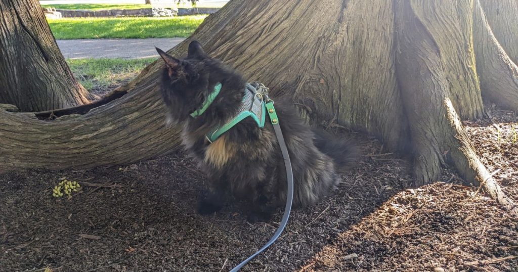 cat sitting beneath tree on leash | What Leashes Are Best for Cats When Hiking?