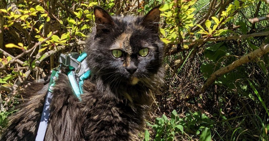 cat sitting in bush on leash | What Leashes Are Best for Cats When Hiking?