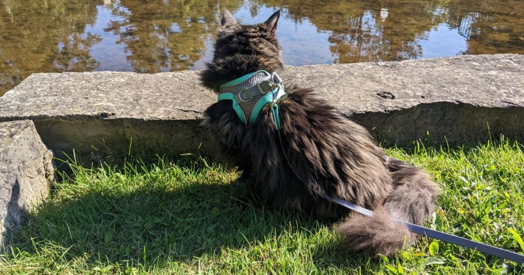 cat sitting next to water on leash | What Leashes Are Best for Cats When Hiking?