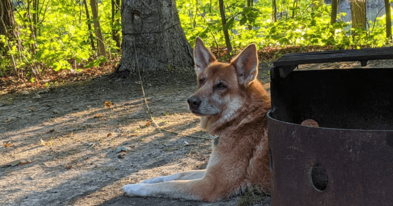 dog laying next to a campfire pit | Wheatley Provincial Park: Mini Video Review