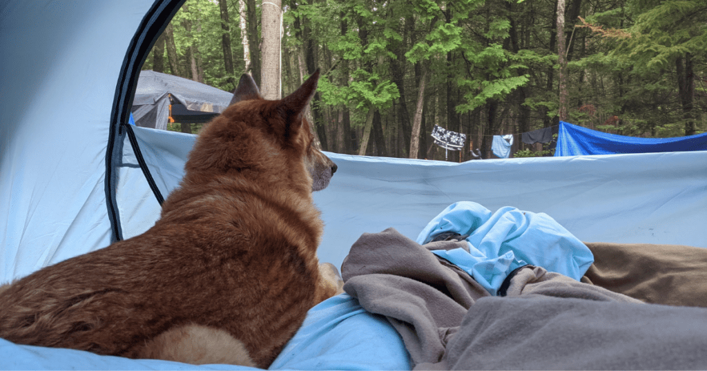 dog laying on bed in tent | Where Do Dogs Sleep When Camping