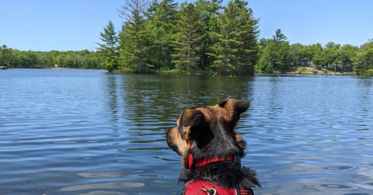 dog looking out at lake | Six Mile Lake Provincial Park: Video Review