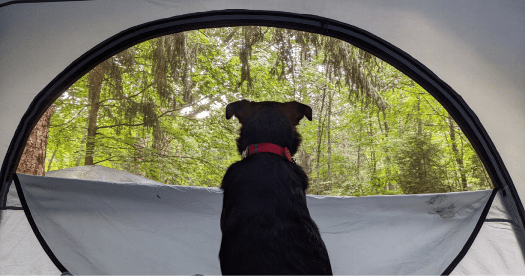 dog looking out tent window | Chutes Provincial Park: Video Review