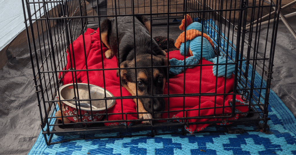 Do puppies have to sleep in a crate hotsell