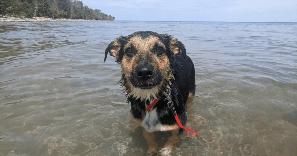 puppy standing in the lake | How Can I Keep My Dog Cool While Camping?