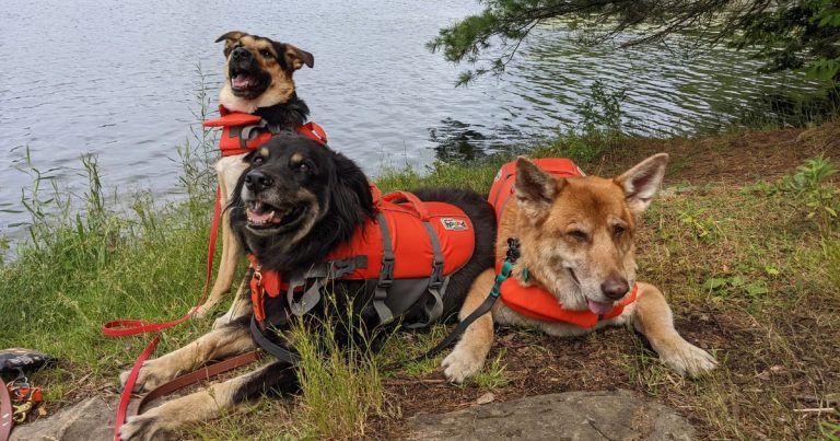 three dogs laying on shore wearing life jackets | Should Your Dog Wear a Life Jacket?