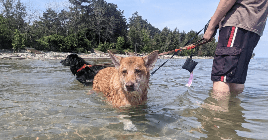 two dogs on leash in the lake with a person | How Can I Keep My Dog Cool While Camping?