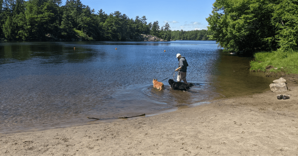 two on leash dogs with a man at the beach | How Can I Keep My Dog Cool While Camping?