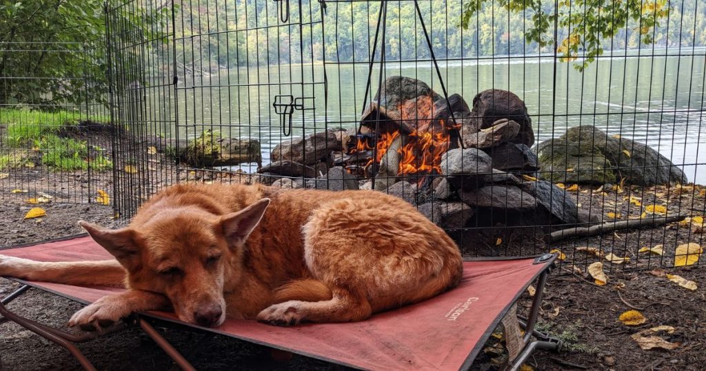 brown dog laying on a cot by the campfire | How Cold is Too Cold to Camp with a Dog?