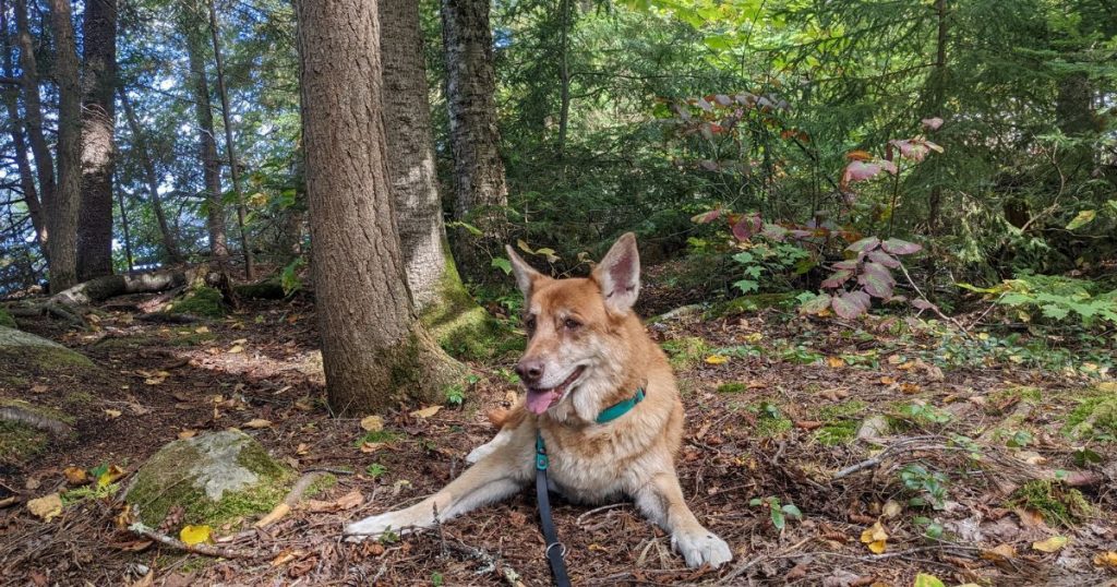 brown dog laying outside in autumn | What is the Safest Tick Preventative for Dogs?