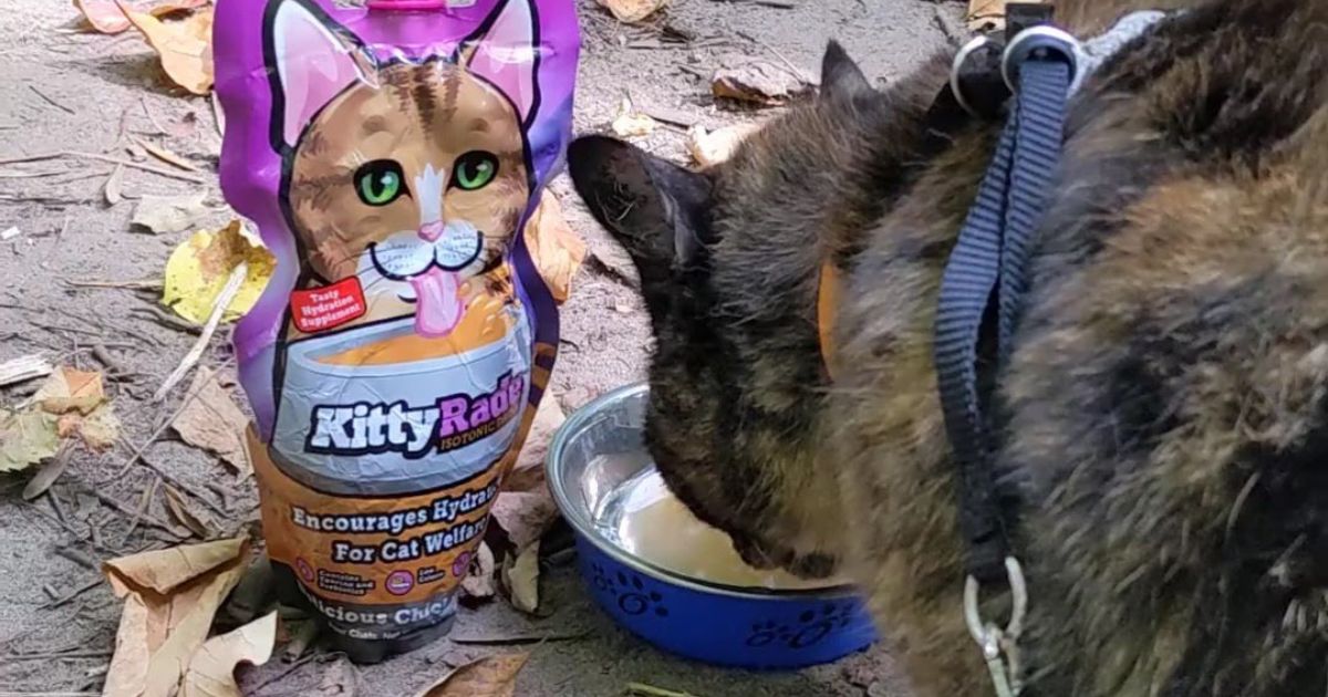 cat drinking kittyrade | 8 Warning Signs of Dehydration in Cats