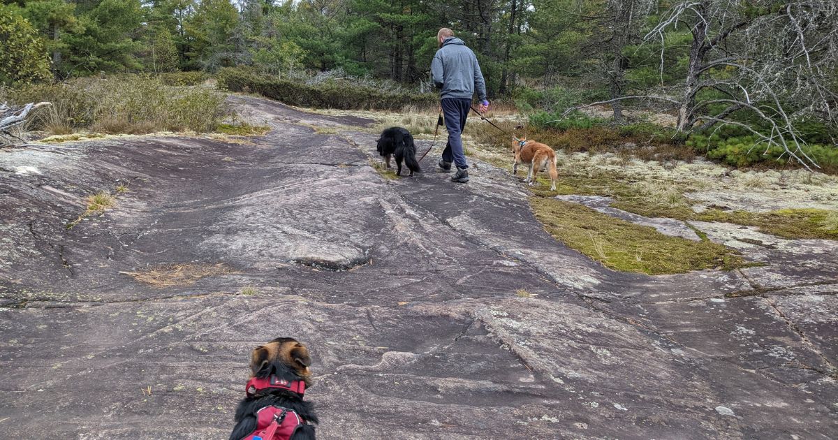 a man and three dogs hiking over a rock | Tips and Tricks for Camping with Multiple Dogs