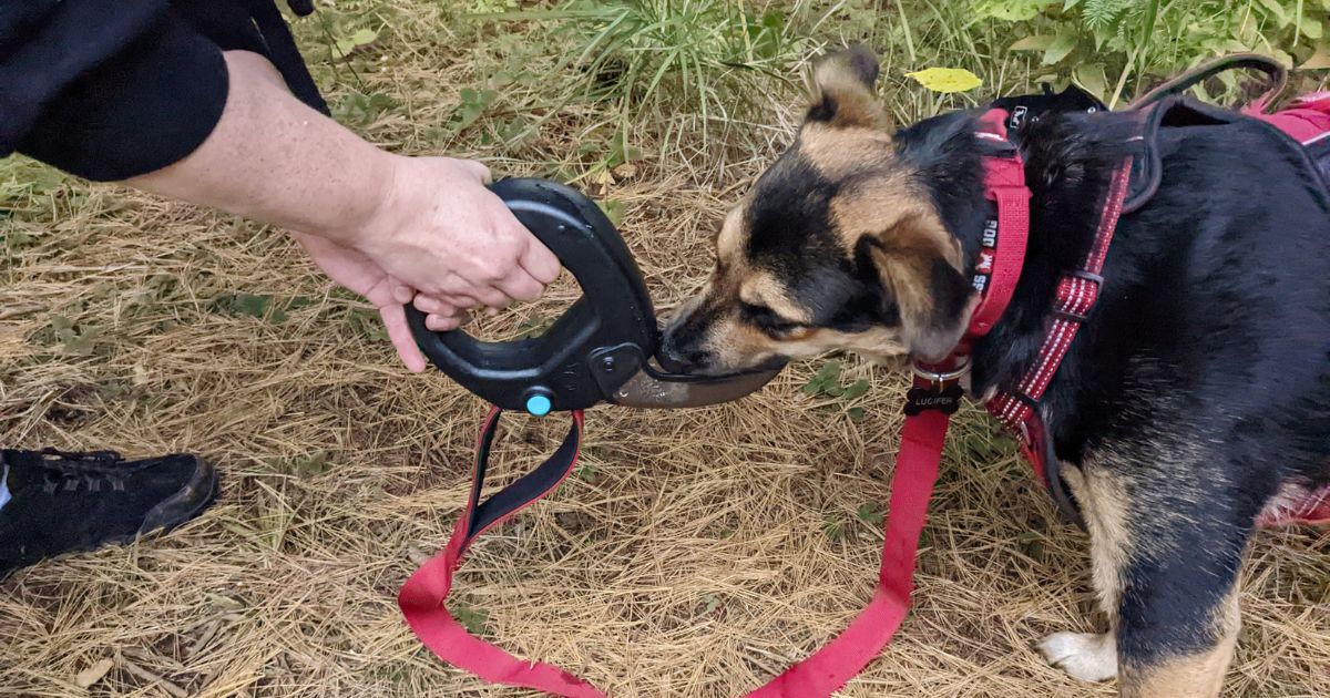 dog drinking water out of leash handle | Tips and Tricks for Camping with Multiple Dogs