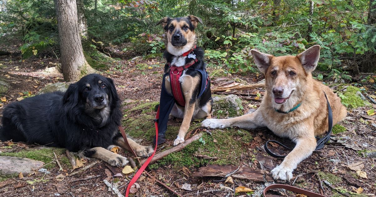 three dogs side by side outdoors | Tips and Tricks for Camping with Multiple Dogs