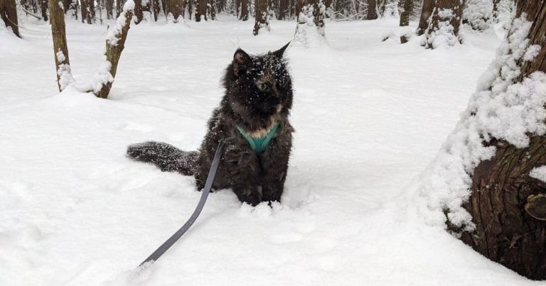 cat sitting outside in the snow | Beginner’s Guide to Winter Hiking with Cats