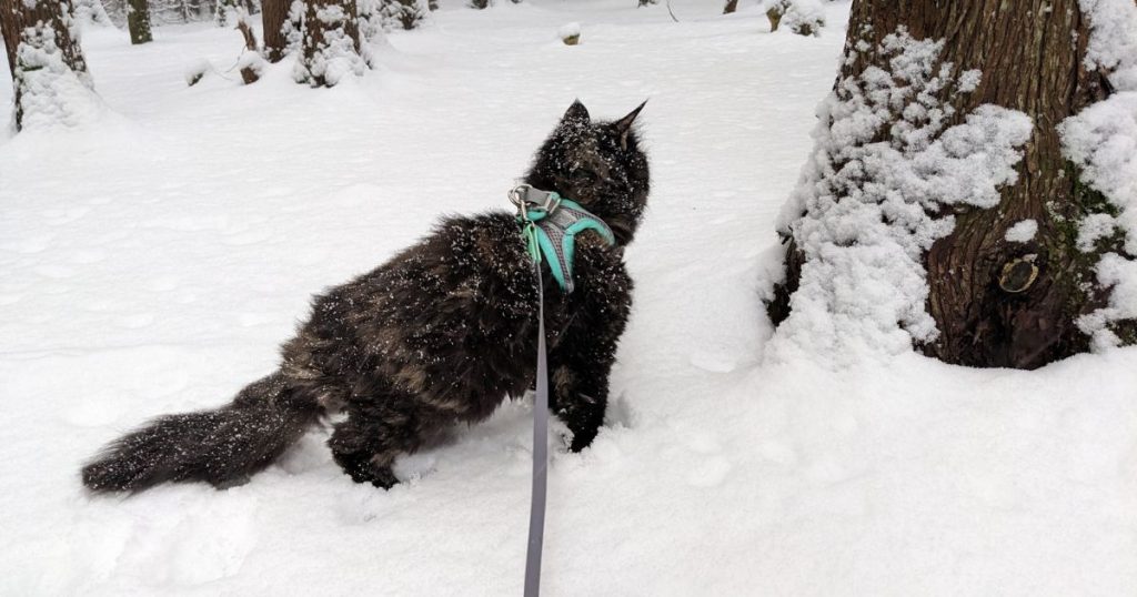 cat walking outside in the snow | Beginner’s Guide to Winter Hiking with Cats