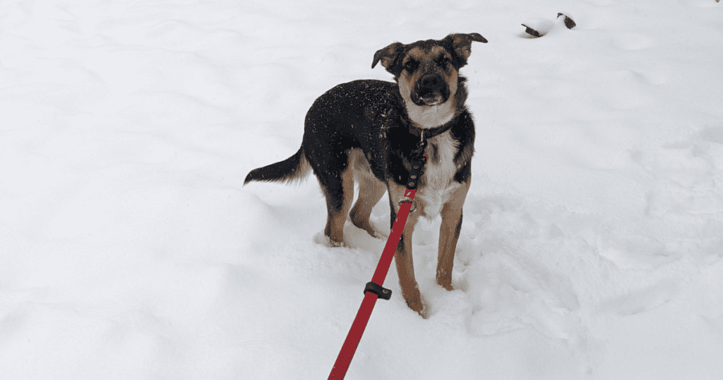 dog standing outside in snow | Celebrate the Season with These Last-Minute Pet-Friendly Holidays