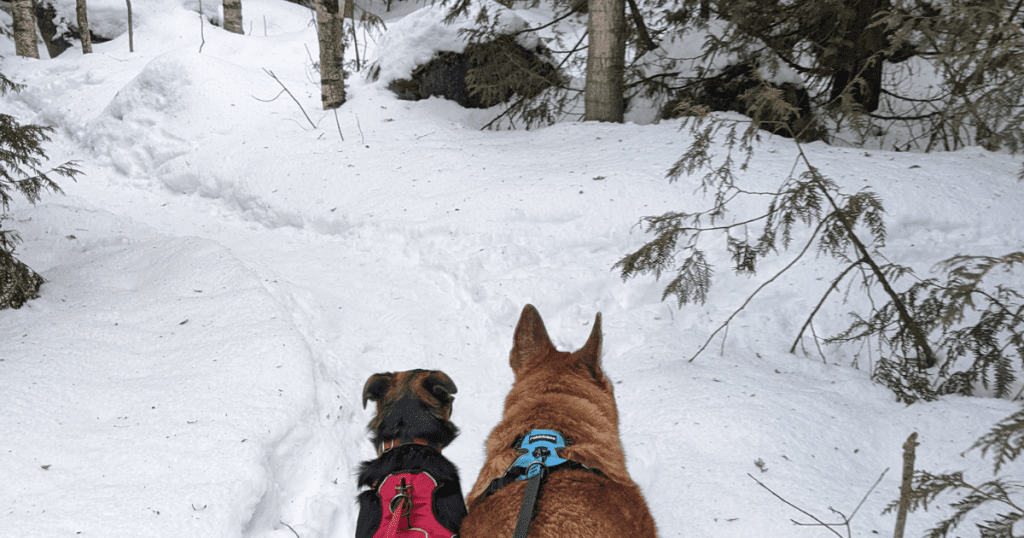 two dogs hiking in winter | Celebrate the Season with These Last-Minute Pet-Friendly Holidays