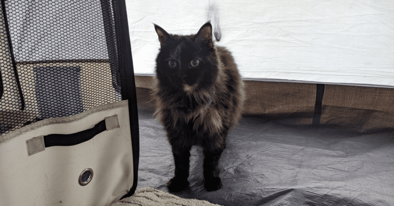 cat standing in a tent next to a pet playpen | 8 Easy Ways to Pet-Proof Your Tent