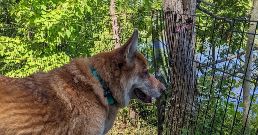 dog in a pen by the lake | Is Your Dog Barking While Camping? 6 Simple Solutions