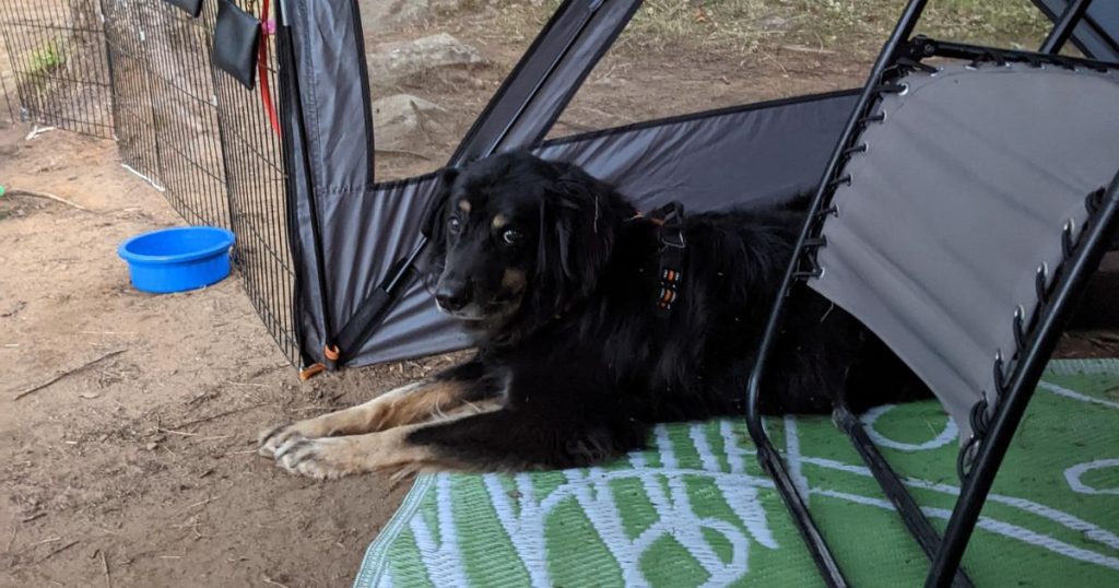 dog laying in a dining shelter at camp | Is Your Dog Barking While Camping? 6 Simple Solutions