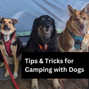 start here camping with dogs