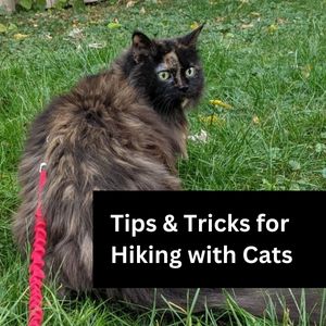 start here hiking with cats