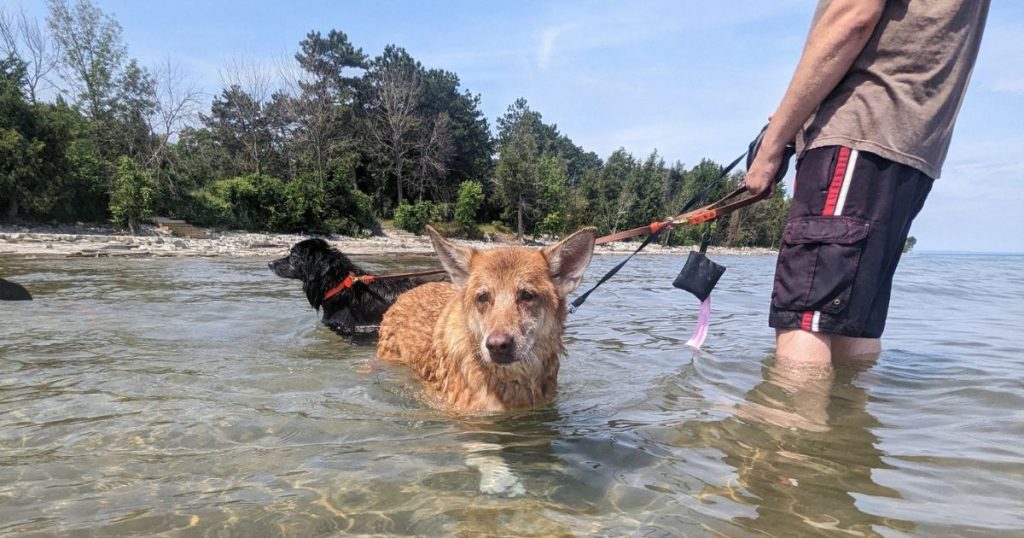 two dogs swimming in a lake | Tips and Tricks for Booking Ontario Parks