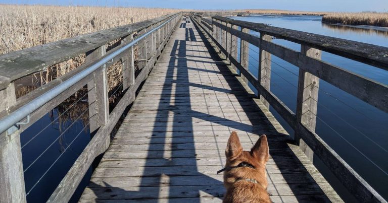 dog walking on boardwalk | Changes to the Parks Canada Booking System