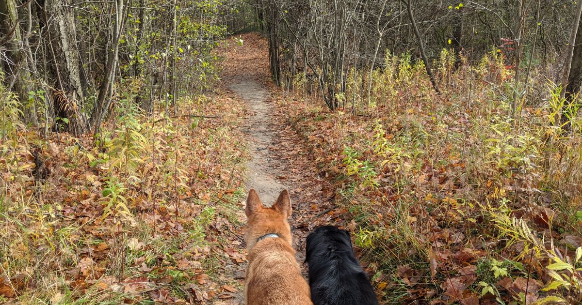 two dogs on hiking trail | AllTrails Review [2023]: Is It Worth the Hype?