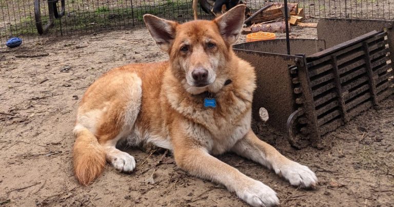 brown dog laying beside a fire pit | Tips for Outdoor Travel with a Senior Pet