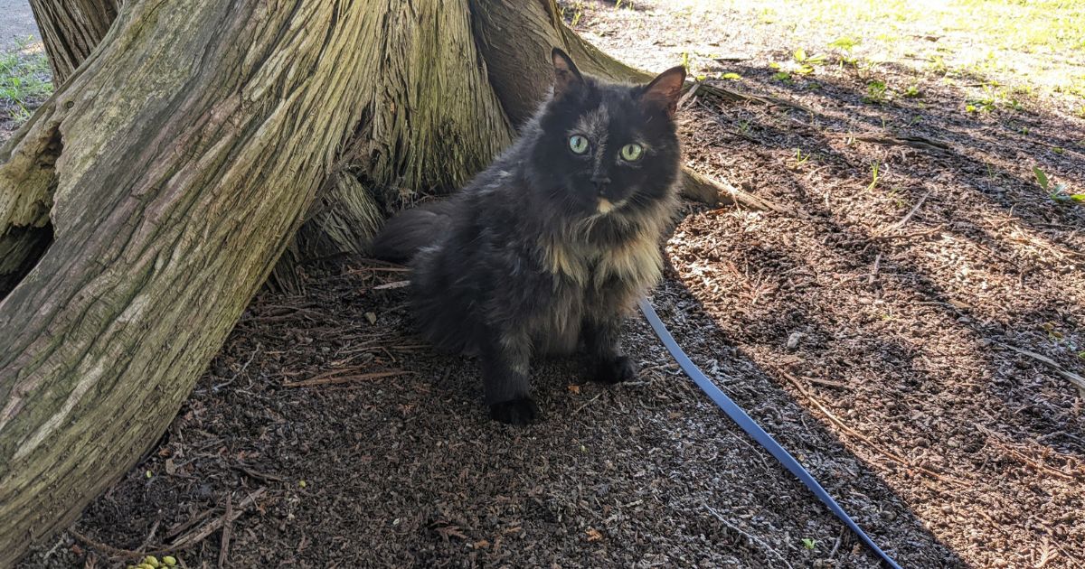 cat sitting outside by a tree | Camping at Non-Operating Provincial Parks in Ontario