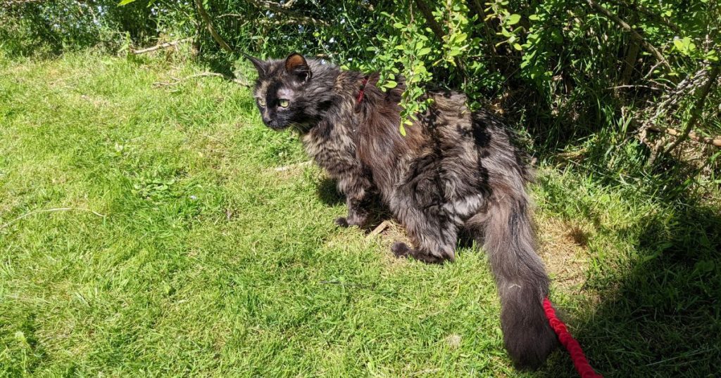 cat standing under a shrub and looking out | 10 Common Outdoor Plants Poisonous to Dogs and Cats